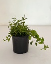 Peperomia angulata