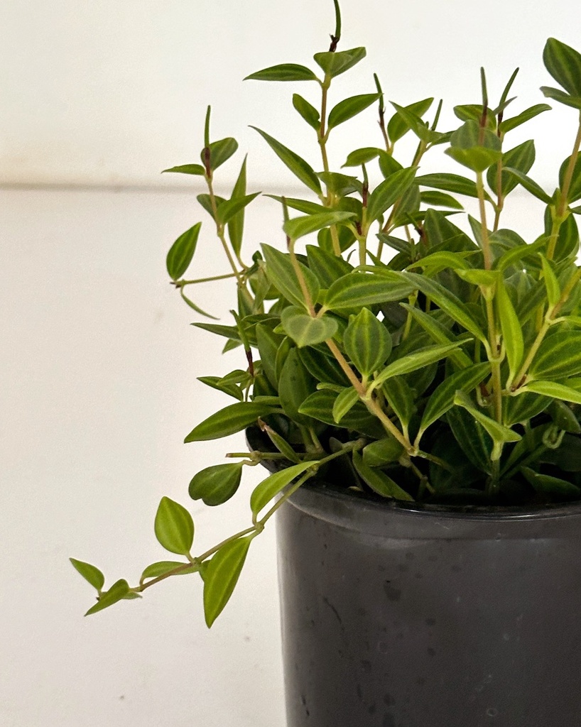 Peperomia angulata