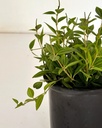 Peperomia angulata