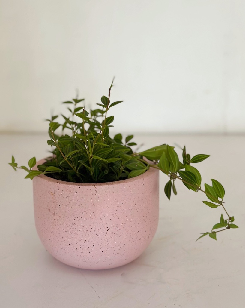 Peperomia angulata