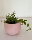 Peperomia angulata