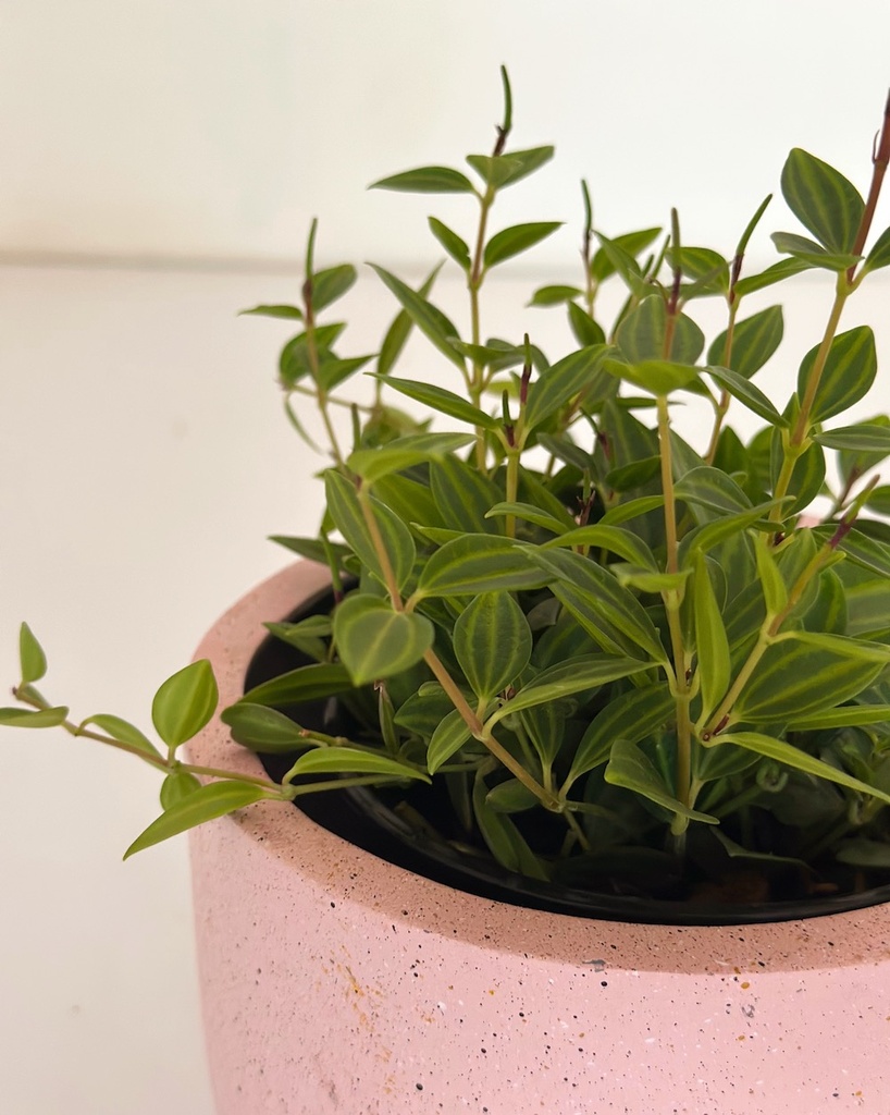 Peperomia angulata