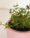 Peperomia angulata