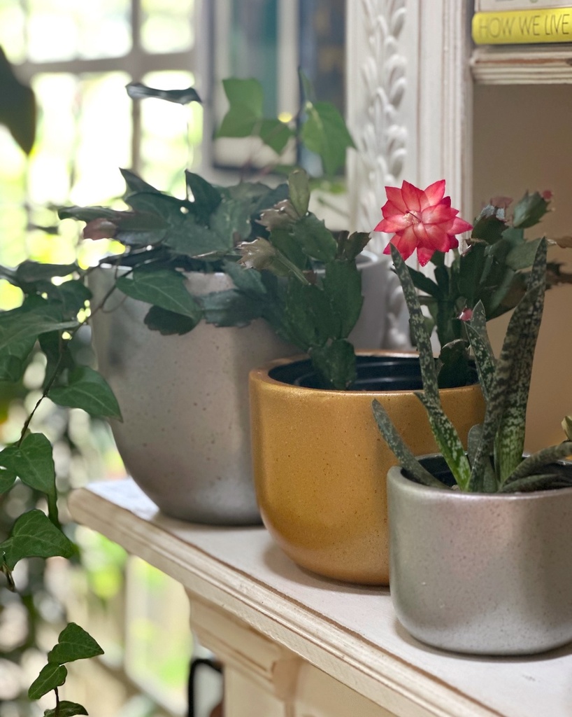 Silver & Gold Fibreglass Pots (Limited Edition)