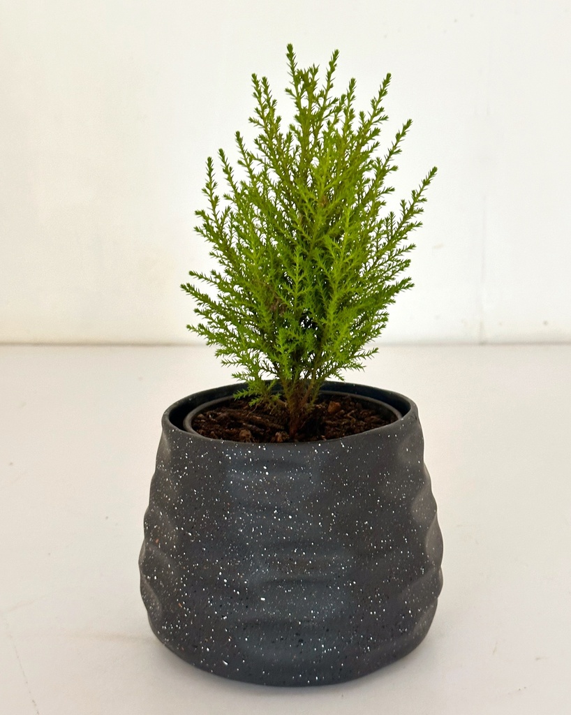 Lemon Cypress 'Christmas Tree'