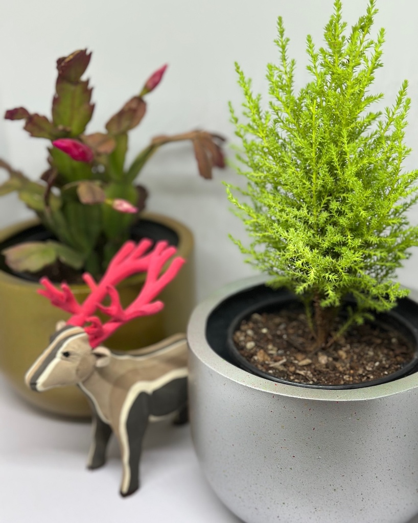 Lemon Cypress 'Christmas Tree'