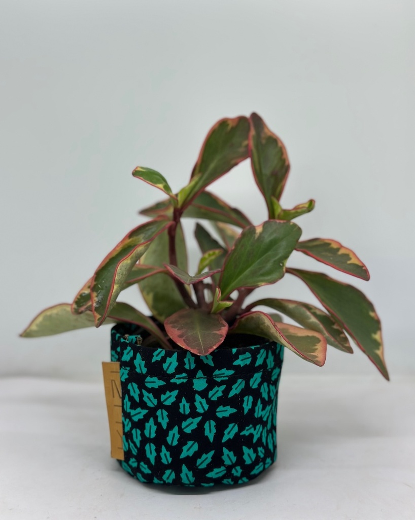 Holly Leaf Kitenge Planter
