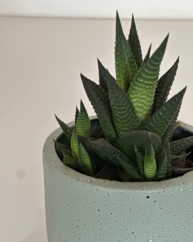 Size 2 Plant and Pot Gift Combo