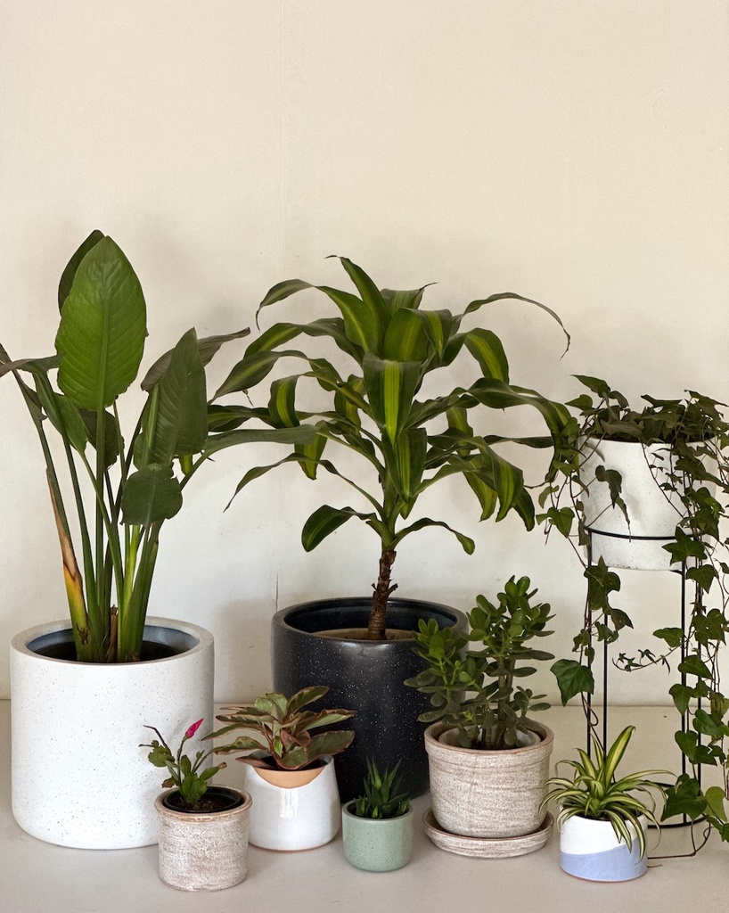 Size 2 Plant and Pot Gift Combo