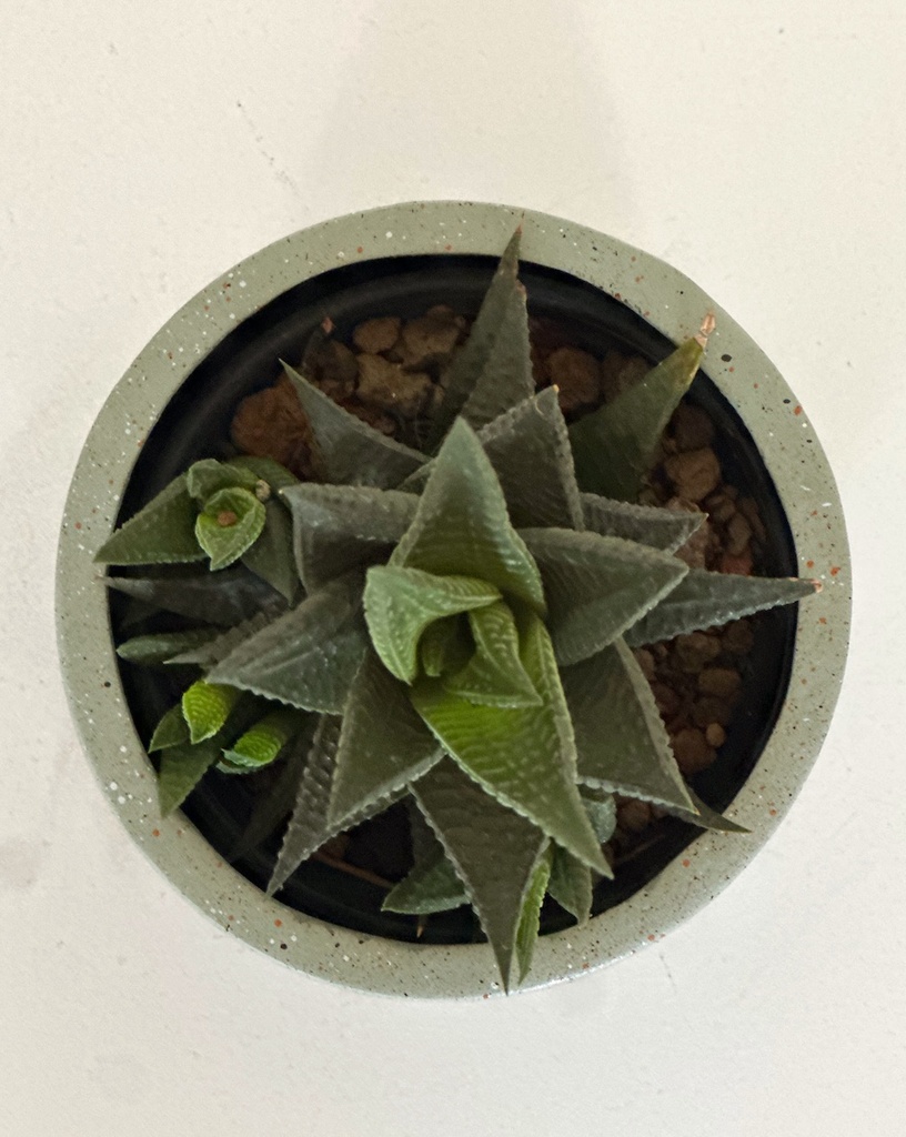 Size 2 Plant and Pot Gift Combo