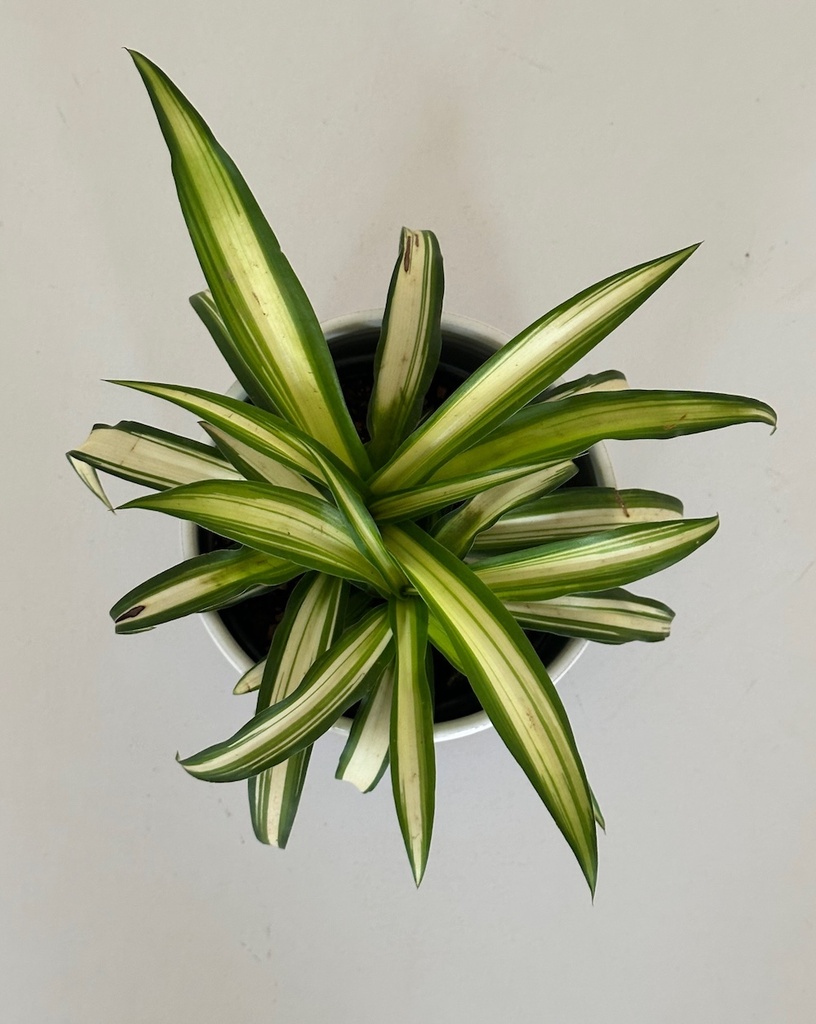 Size 3 Plant and Pot Gift Combo