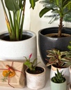 Size 4 Plant and Pot Gift Combo