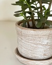 Size 5 Plant and Pot Gift Combo