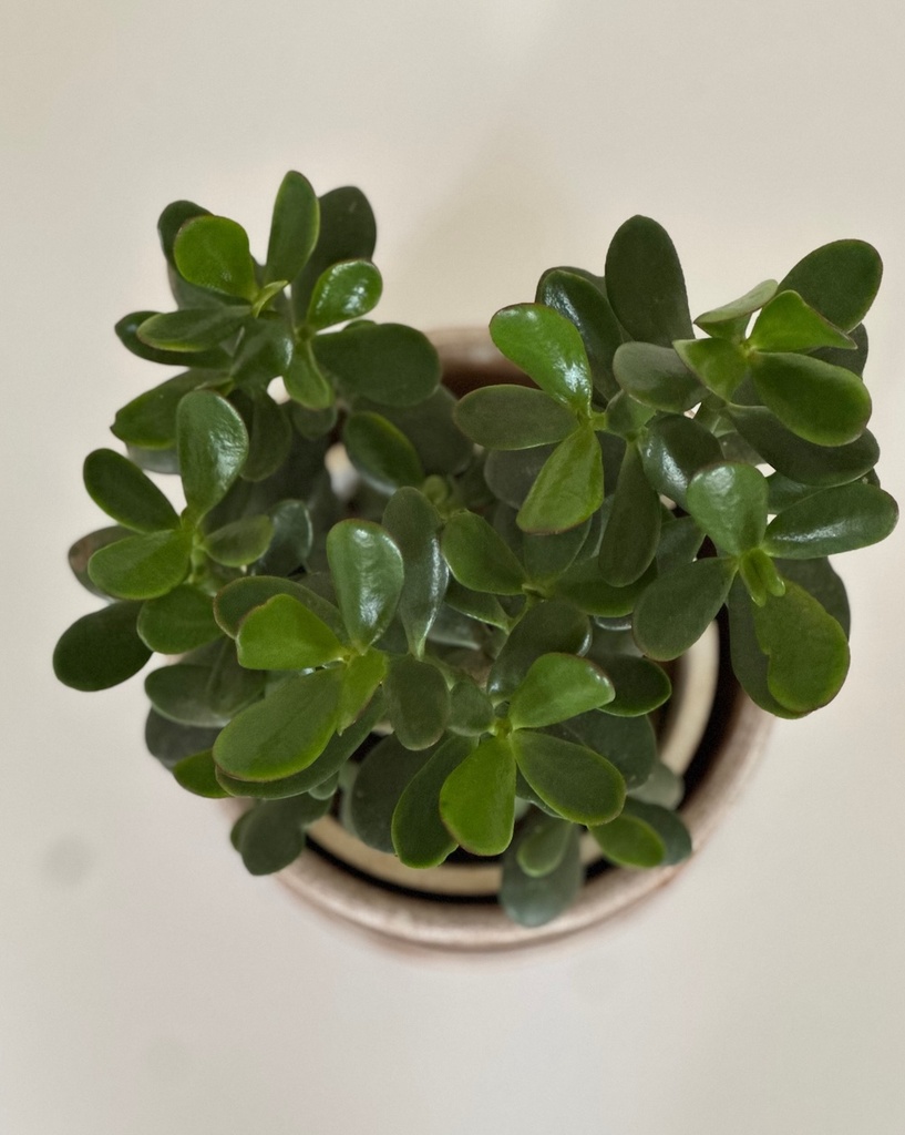 Size 5 Plant and Pot Gift Combo