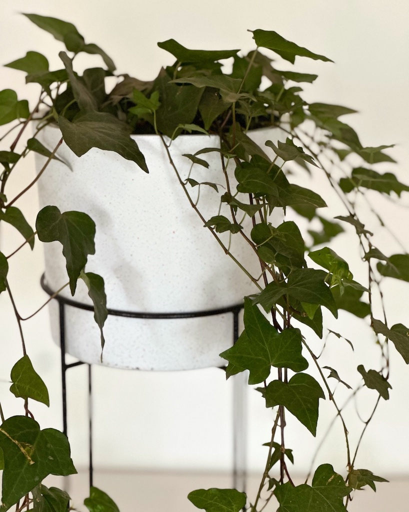 Size 6 Plant, Pot and Stand Gift Combo