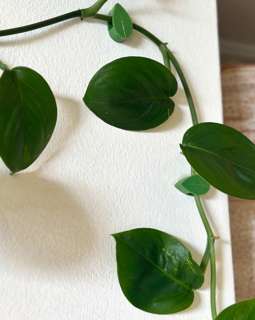 Decorative Plant Anchors (pack of 6)