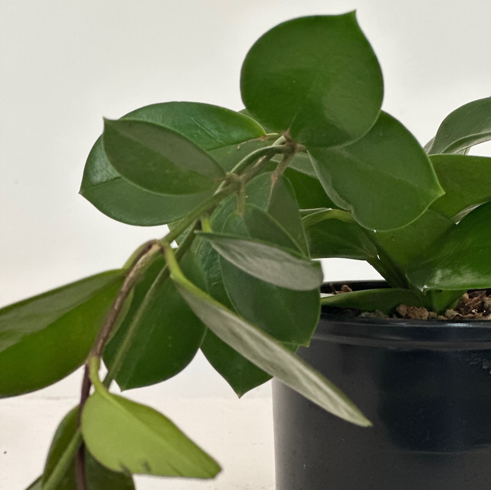 Hoya sp