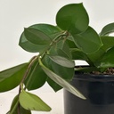 Hoya sp