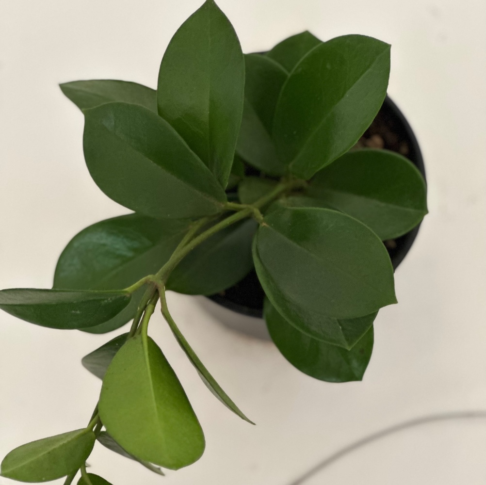 Hoya sp
