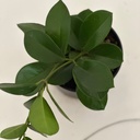 Hoya sp
