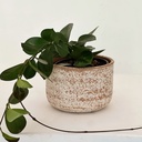 Hoya sp