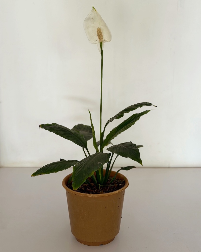 Spathiphyllum 