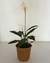 Spathiphyllum 