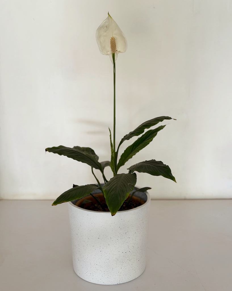 Spathiphyllum 
