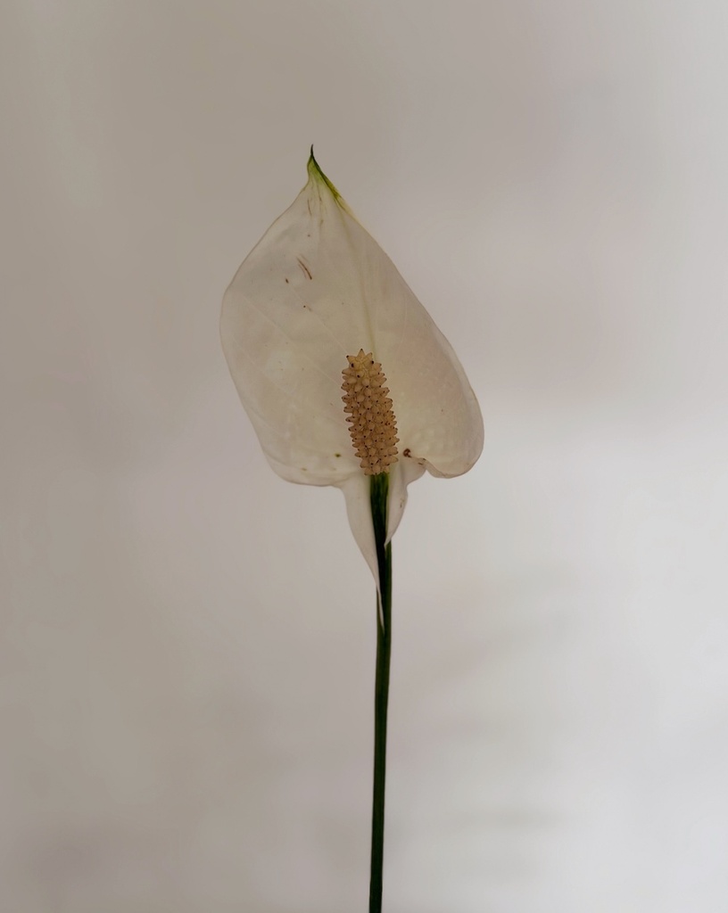 Spathiphyllum 