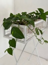 Orion Planter