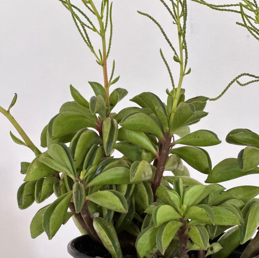 Peperomia dolabriformis