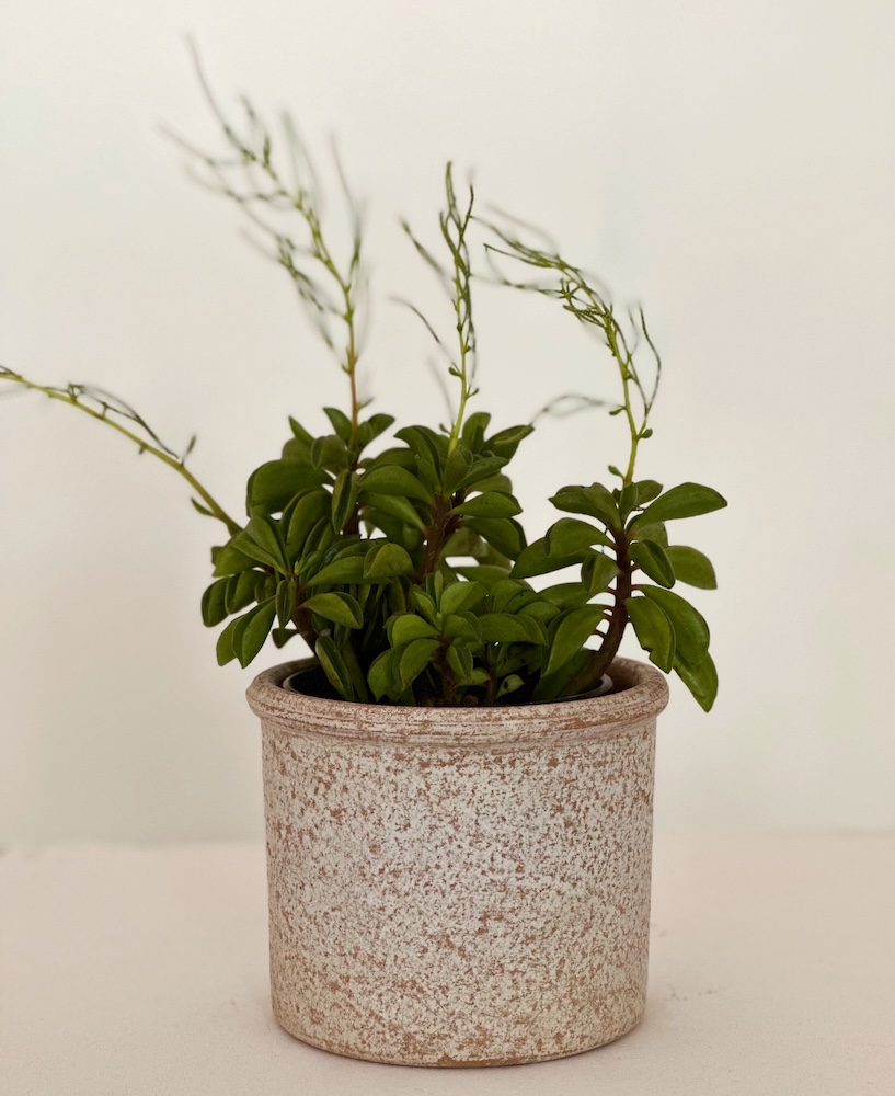 Peperomia dolabriformis