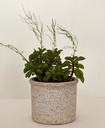 Peperomia dolabriformis