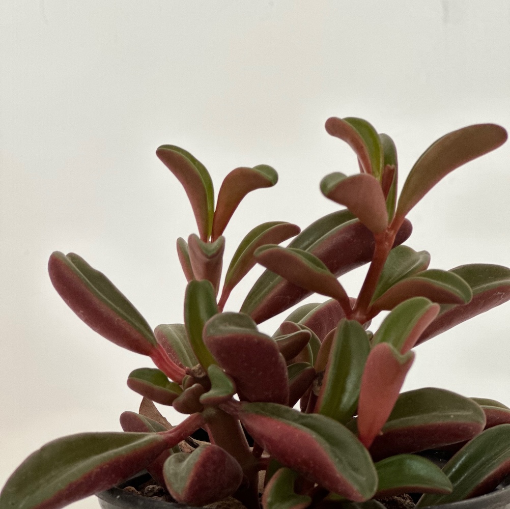 Peperomia dolabriformis ruby glow