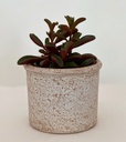 Peperomia dolabriformis ruby glow