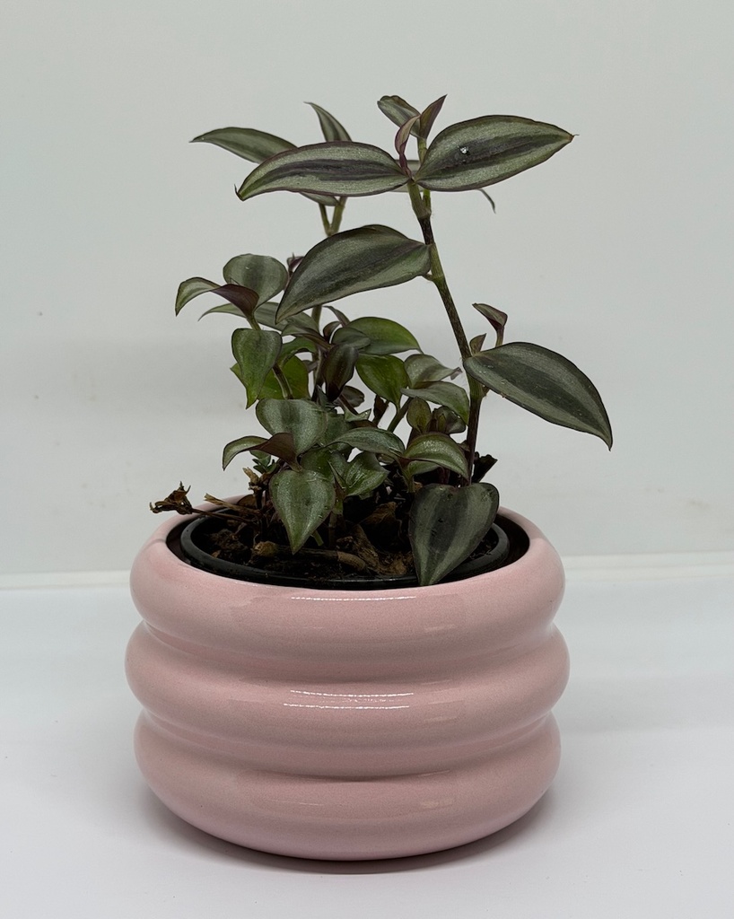 Zuri Pot