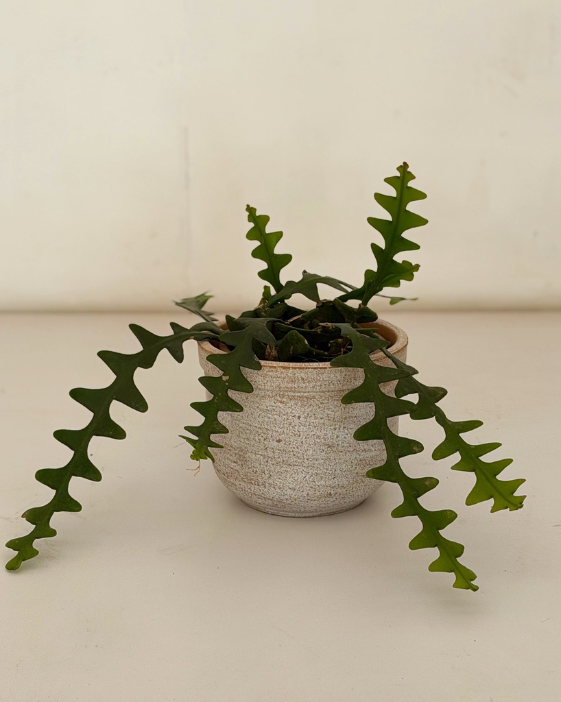 Disocactus anguliger