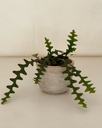 Disocactus anguliger