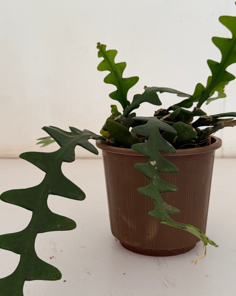 Disocactus anguliger