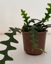 Disocactus anguliger
