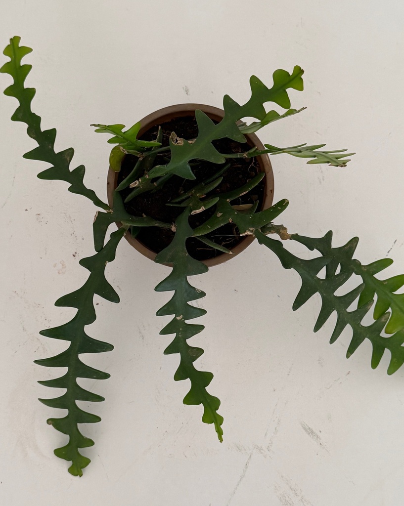 Disocactus anguliger