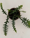 Disocactus anguliger