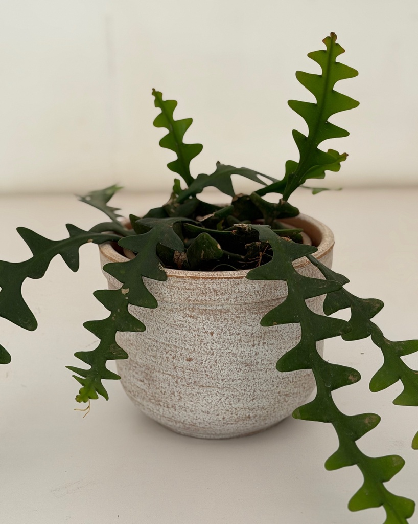 Disocactus anguliger