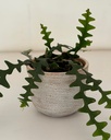 Disocactus anguliger