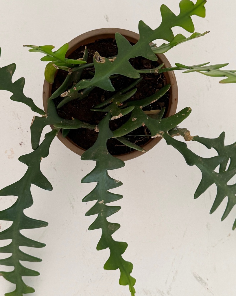Disocactus anguliger