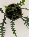 Disocactus anguliger