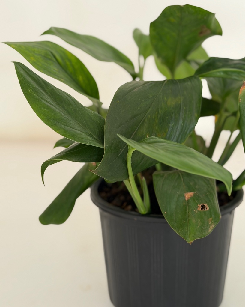 Monstera lechleriana 