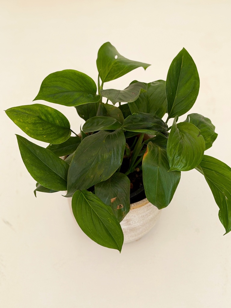 Monstera lechleriana 