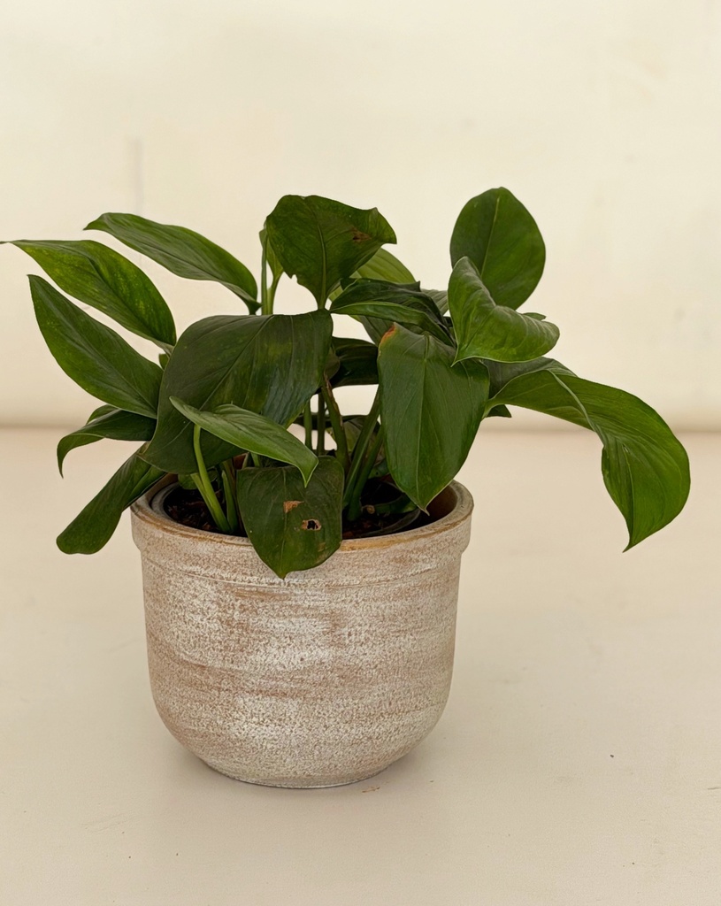 Monstera lechleriana 