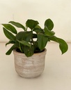 Monstera lechleriana 
